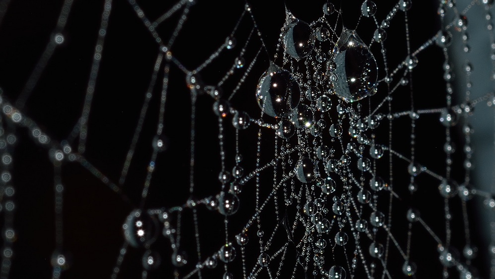 Spinnenweb en Samhain